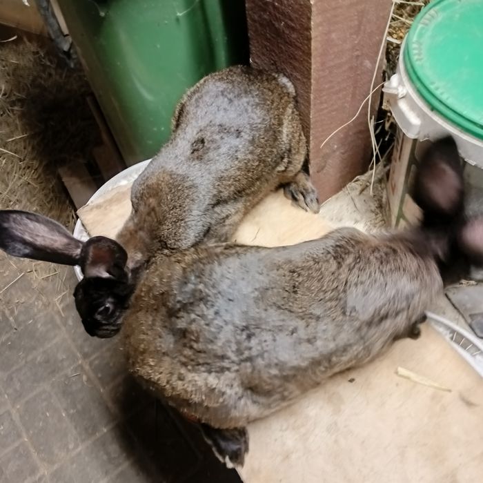 Sprzedam króliki smamice