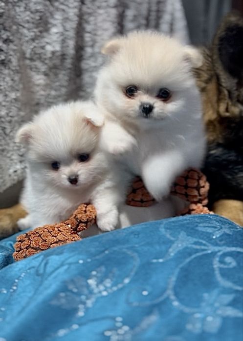 Померанськи цуценята