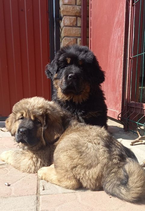 Тибетский мастиф