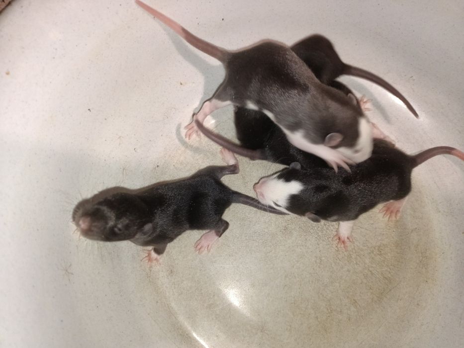 Крыски крисята Дамбо ручные