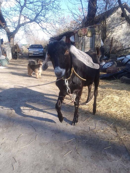 Нубійський 100% козел