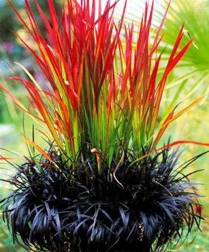 Zestaw traw ozdobnych