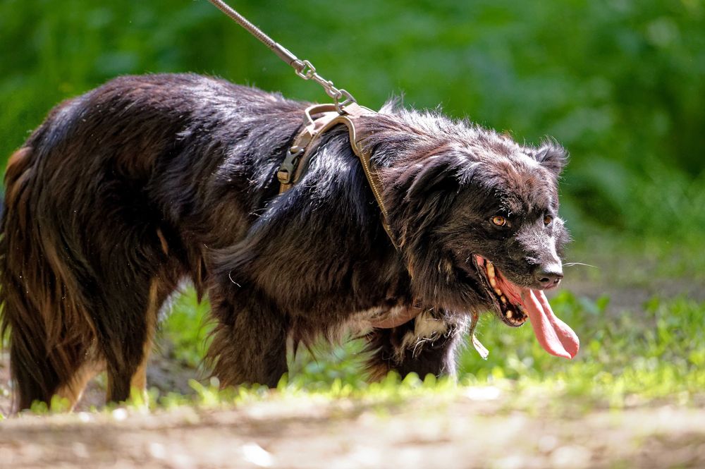 Corso- adoptuj a twój świat będzie piękniejszy [FILM]