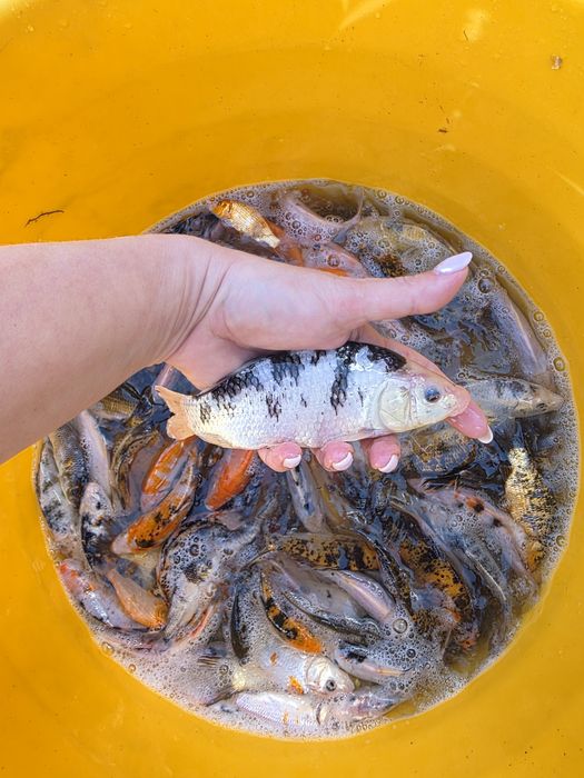 Koi karp karaś złota orfa