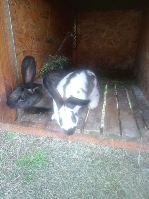 Кролики різних порід