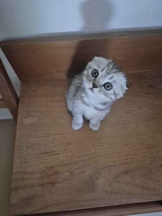 Gatinho Scotish Fold