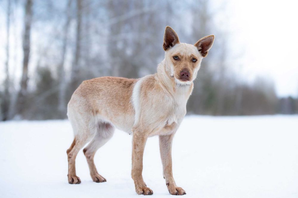 Azuki - piękna, delikatna suczka potrzebuje swojego człowieka