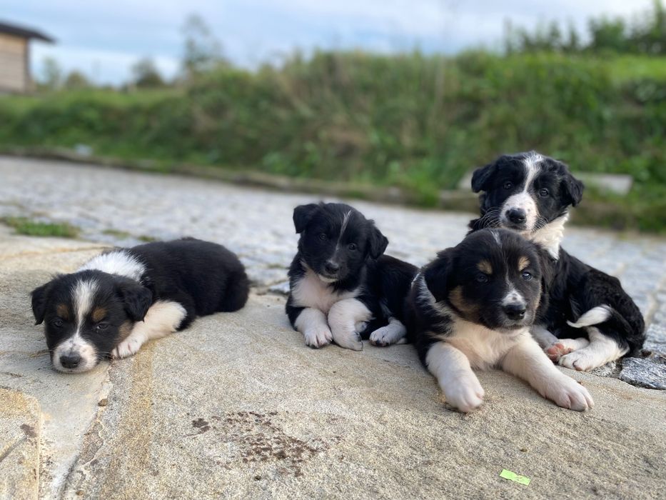 Border collie- suczka
