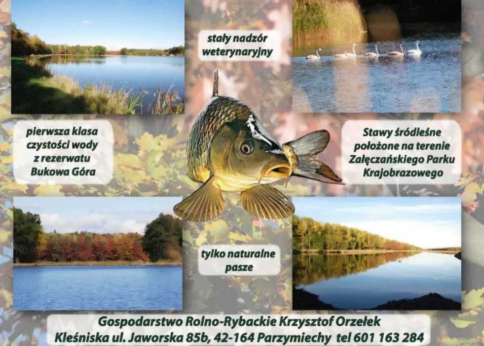 Karp żywy sprzedaż hurtowa