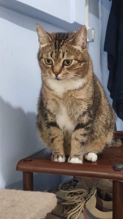 Милые кошки в дар