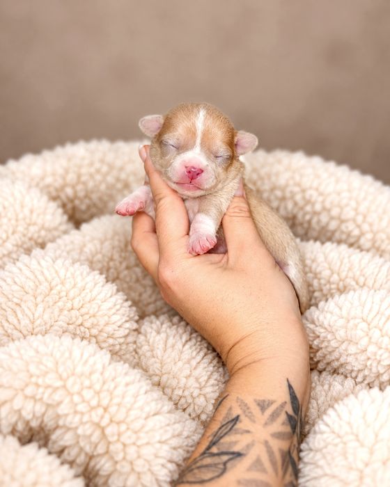 Chihuahua piesek