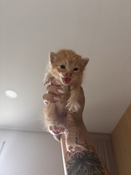Dou gatinhos bebés