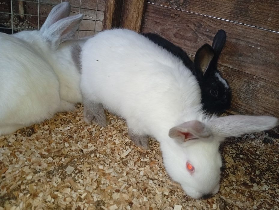 Кролики Краматорск