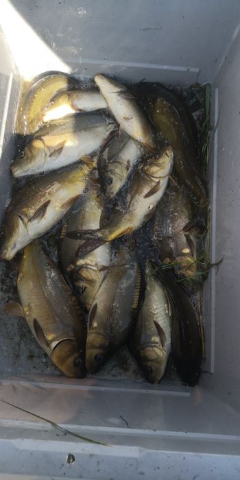 Karp królewski do stawu małe karpiki narybek Kroczek oczka