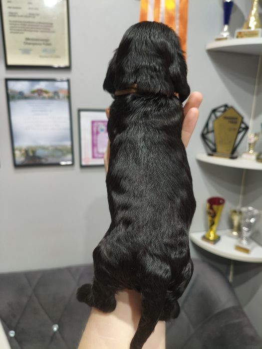 Ostatni dwaj chłopcy Cocker spaniel angielski