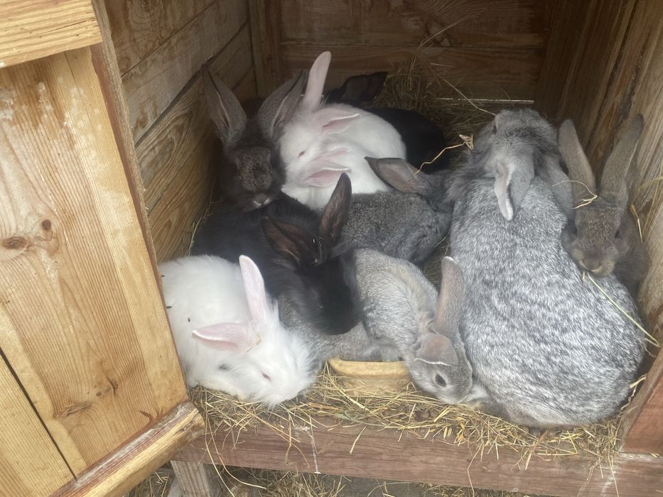 Młode króliki samce , samice