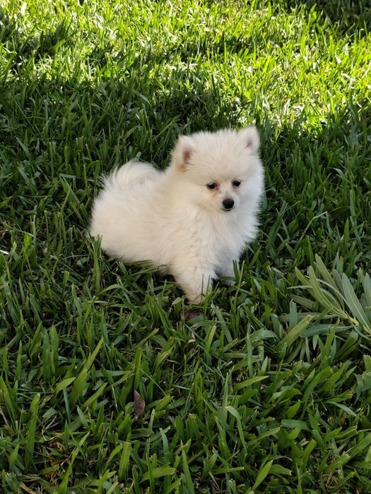 Spitz alemão macho