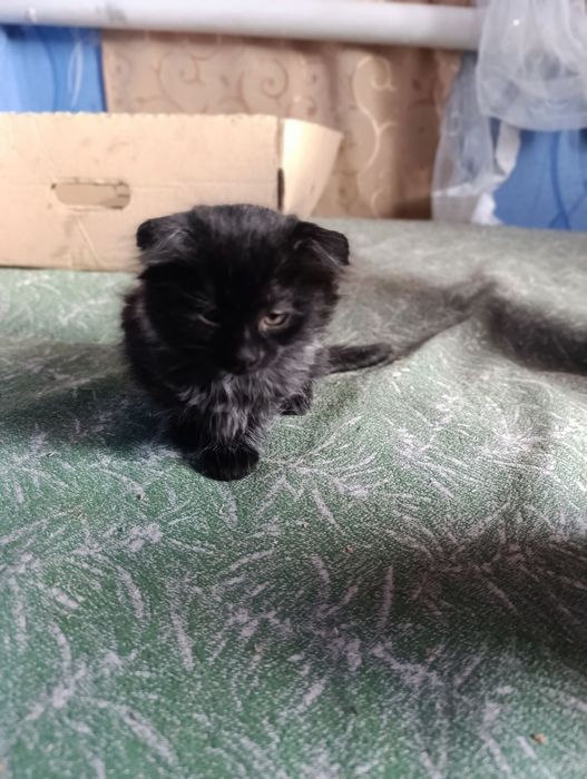 Котята хлопчик і дівчинка