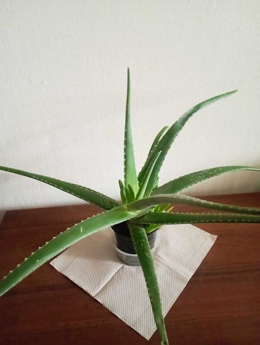 Алоэ древовидное (столетник), Красула