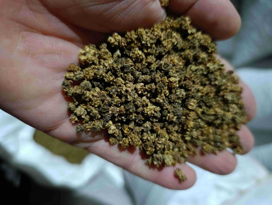 burak ćwikłowy nasiona buraczek czerwony