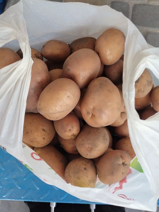 картопля БЕЛРОСА. також є насінева