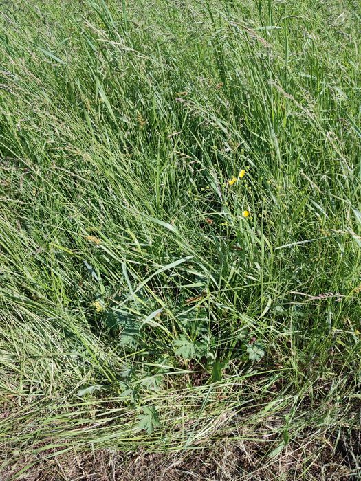Продам сіно лугове в тюках