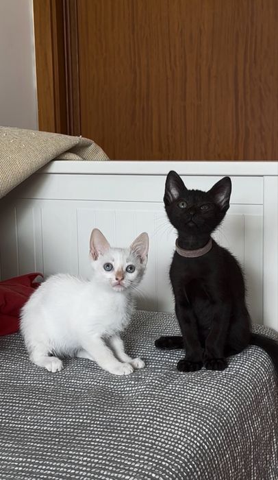 Gatinhos bebes para adoção