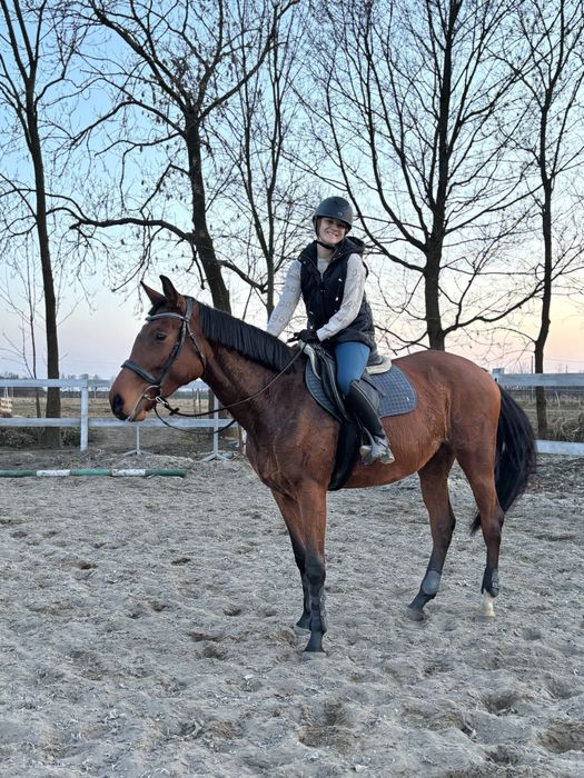 6-letnia klacz małopolska