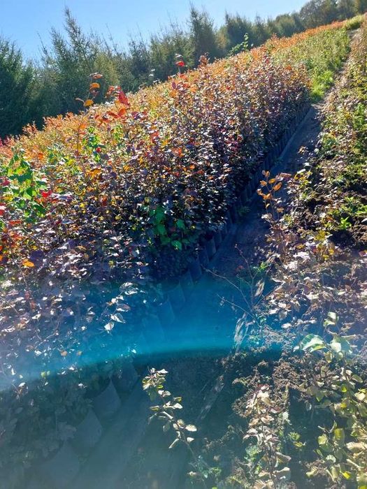 Buk purpurowy C3 80 cm 110 cm.