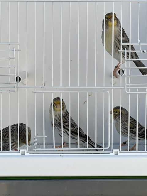 canários - varias raças de canários