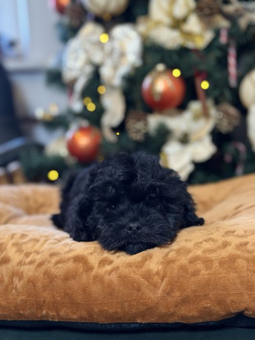Cavapoo czarny piesek