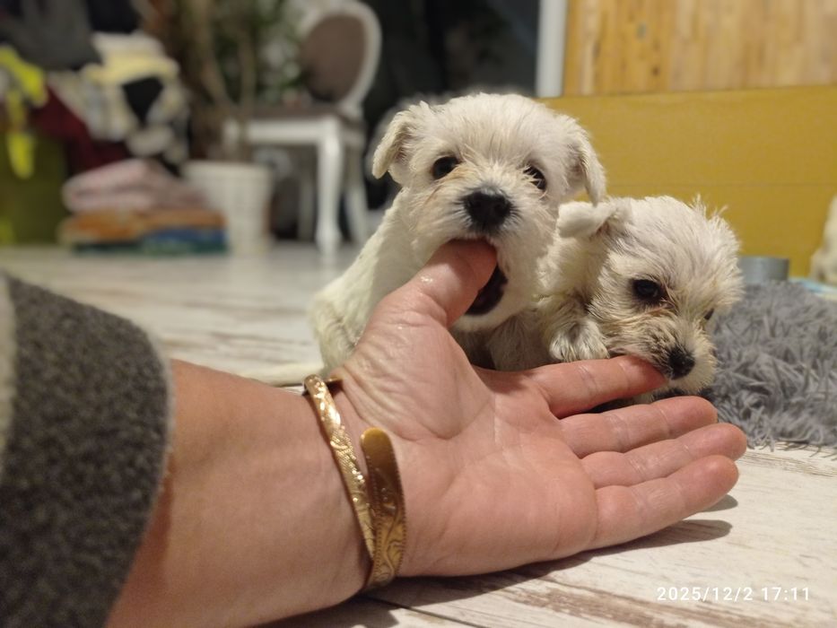 sznaucer miniaturowy miniaturka biały samiec