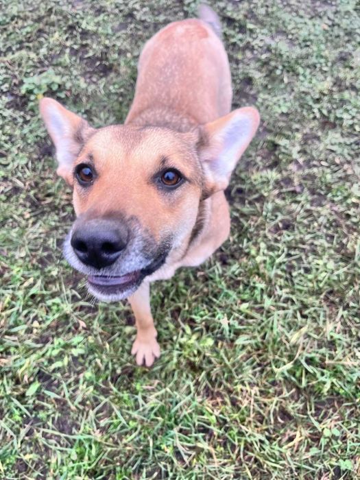 Гарний охоронець шукає родину