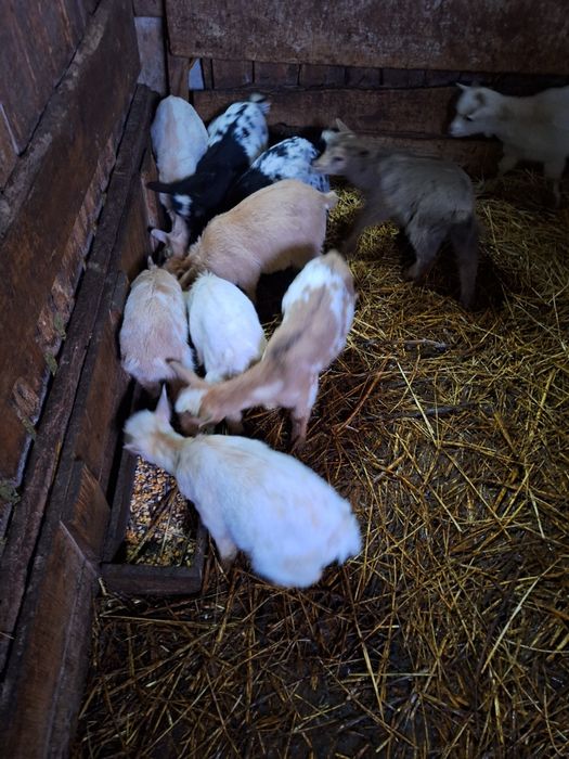 Cabrinhas micro anãs da quinta criadas à solta