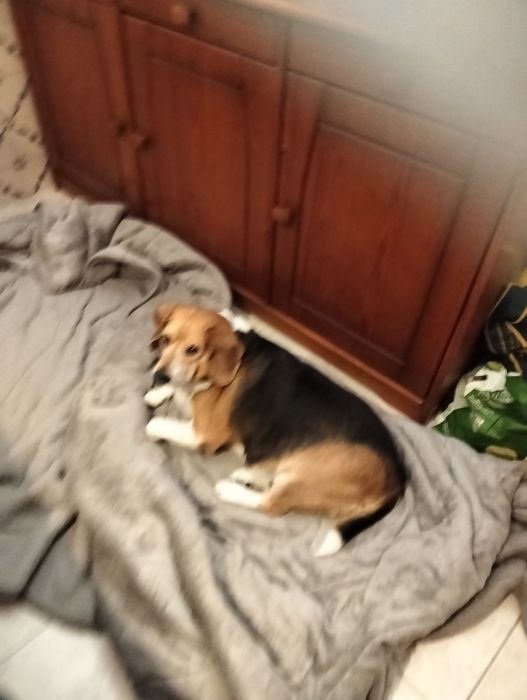 Dou cão com seis anos. Amigo e carinhoso