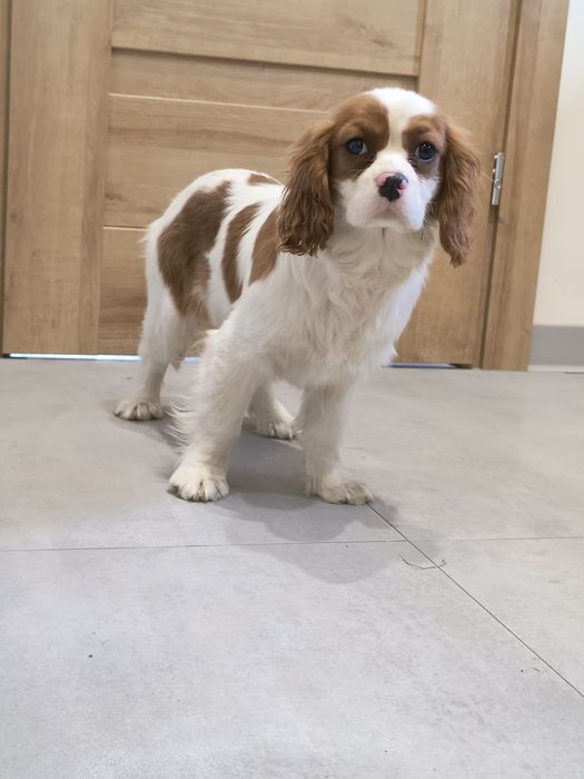 Cavalier King Charles Spaniel