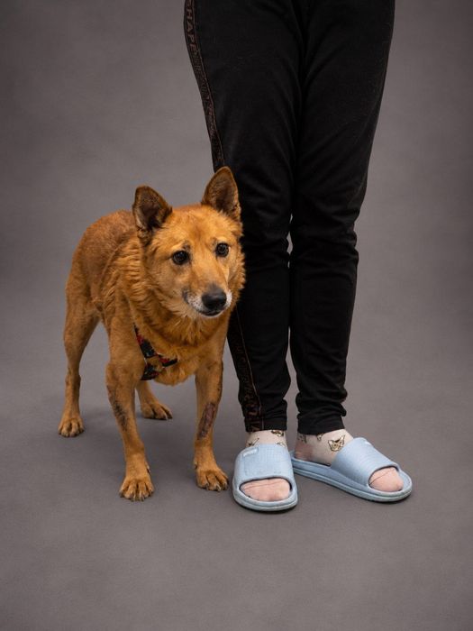 Fenomenalny Cooper do adopcji!