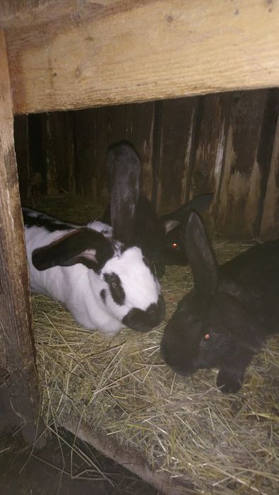 Кролики кролі строкач 2міс