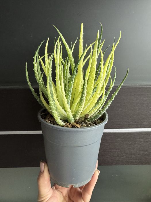 Haworthia truncata limegreen variegata obtusa limifolia sansevieria