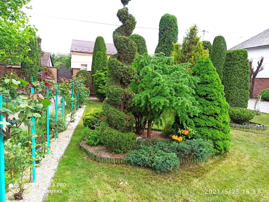 стрижка дерев декоративна (топіар) - хвойників, чагарників, фруктових