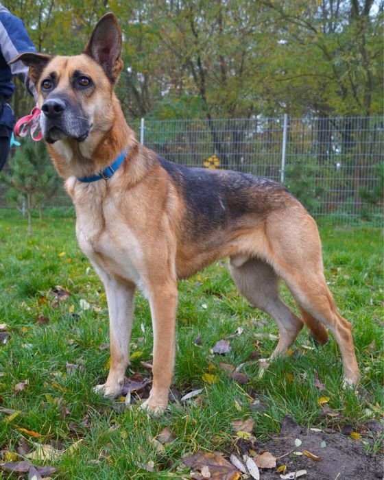 Ragnar - prawdziwy Scooby Doo szuka swojej ekipy!