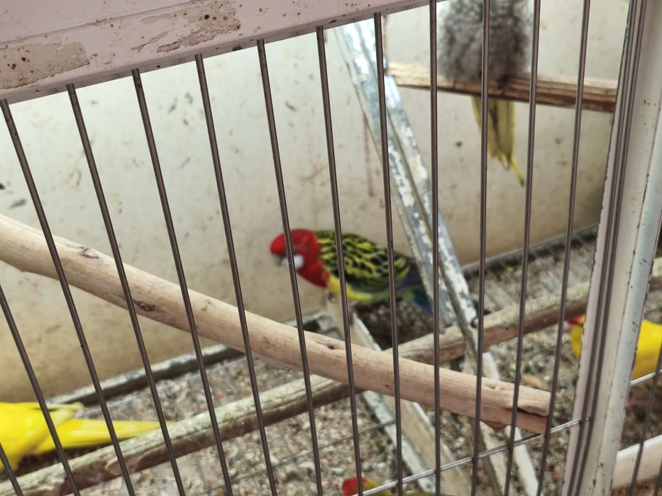 Marianinhas casal, casal roselas...