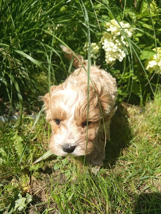 Maltipoo f1 przepiękny chłopiec