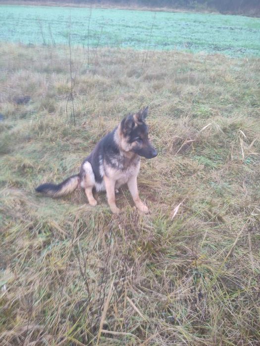 Німецька вівчарка