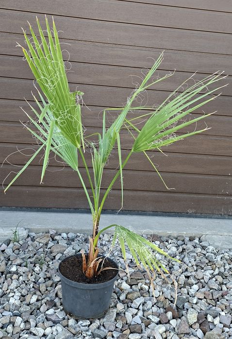 Palma Washingtonia robusta.