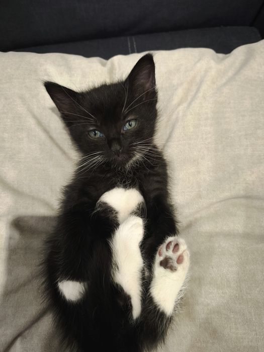 Котенок мальчик чёрно-белый 1 месяц  кошеня кошенятко