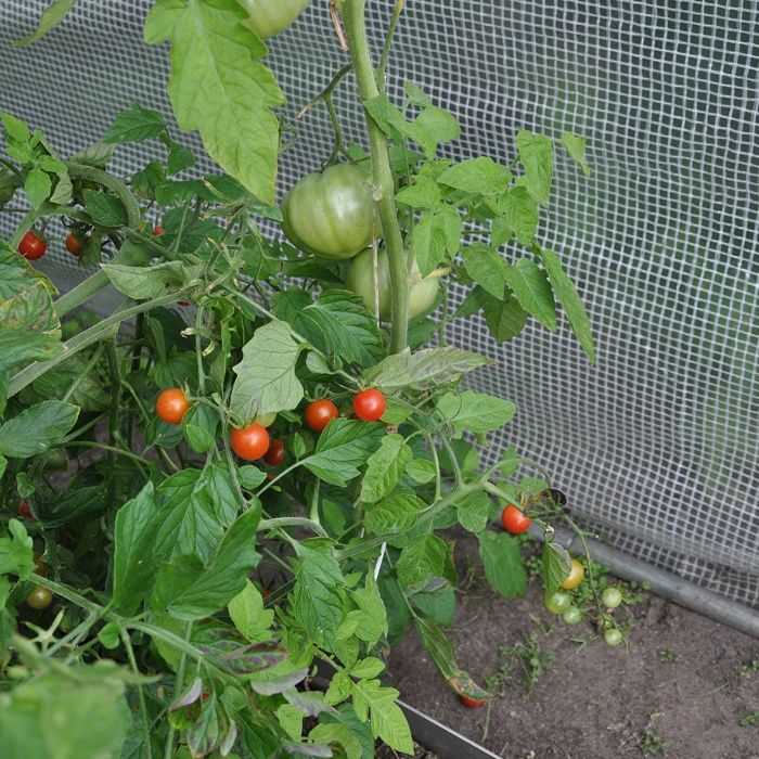 Folia tunelowa ogrodnicza UV4 8x33m. szklarnia