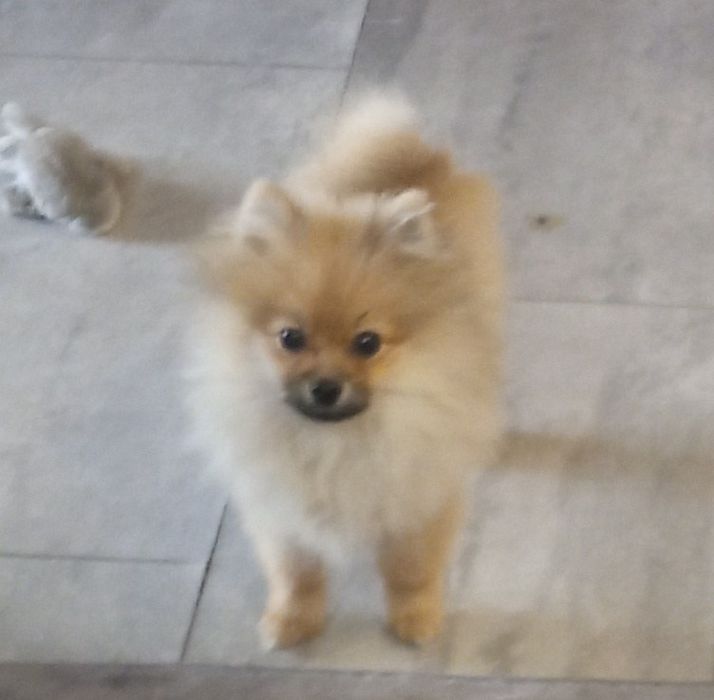 Suczka Szpic miniaturowy xxs