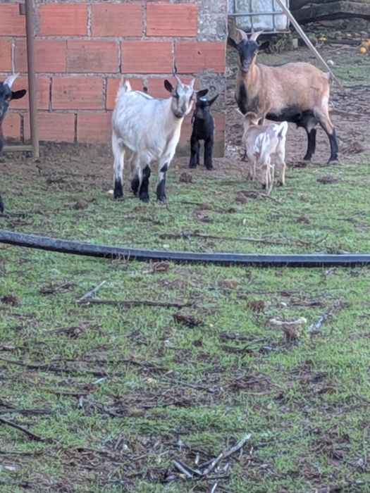 Vendo cabras pequenas.     NÃO SÃO ANAS