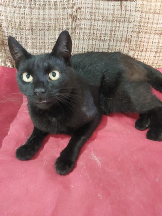 Oddam za darmo bezdomnego  2 letniego kocura po kastracji